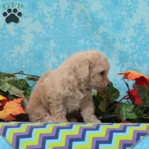 Pistachio, Bich-Poo Puppy